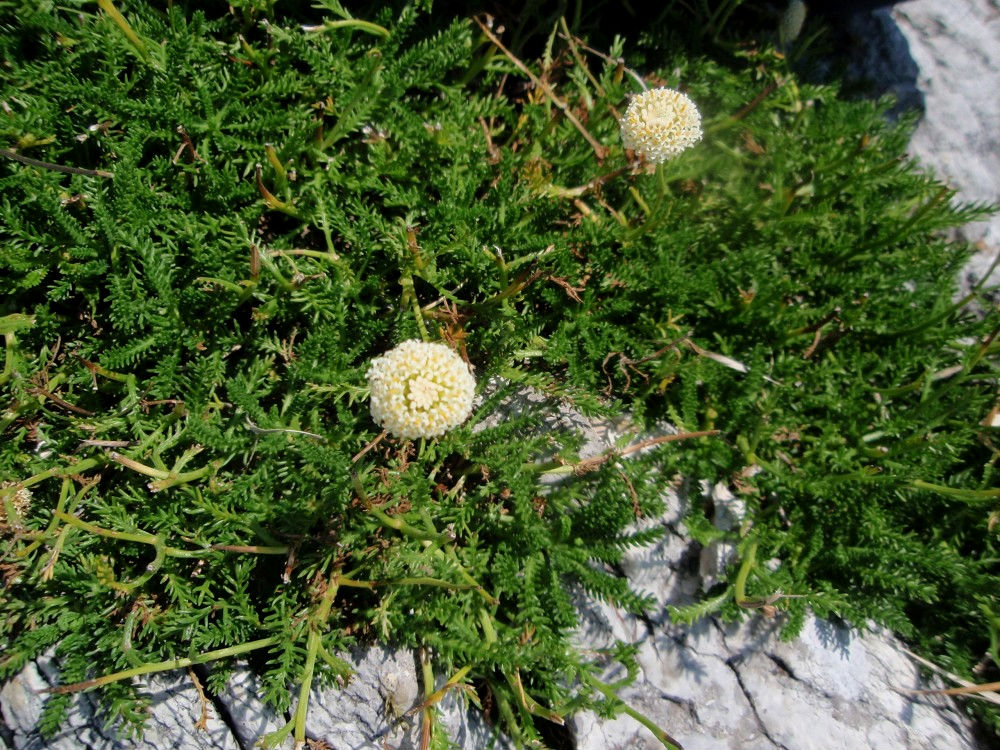 Santolina pinnata / Santolina apuana